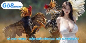 Gà chọi Thomo